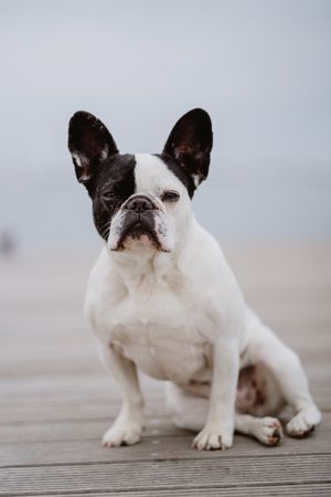 Cute dog on pier near sea