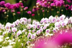 Flowerbed with various flowers in park