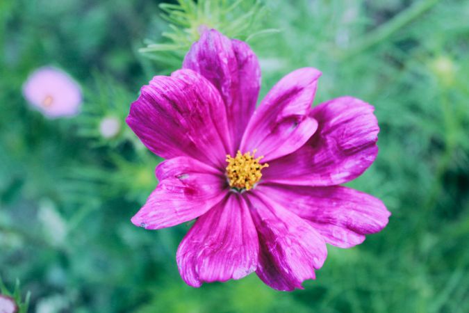 Fuchsia flower growing in field