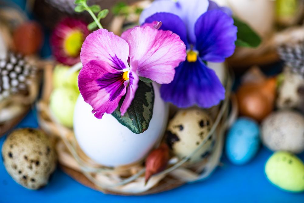 Close up of Easter holiday card concept with cute bird's eggs and flower on bright blue table