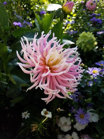 Single pink stars-lady dahlia