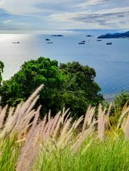 view of the sea from the hill with weed grass in the foreground in the Bukit Lampu area, Teluk Bayur, Padang city