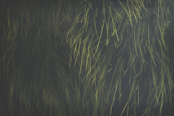 Oblong juicy grass on dark background
