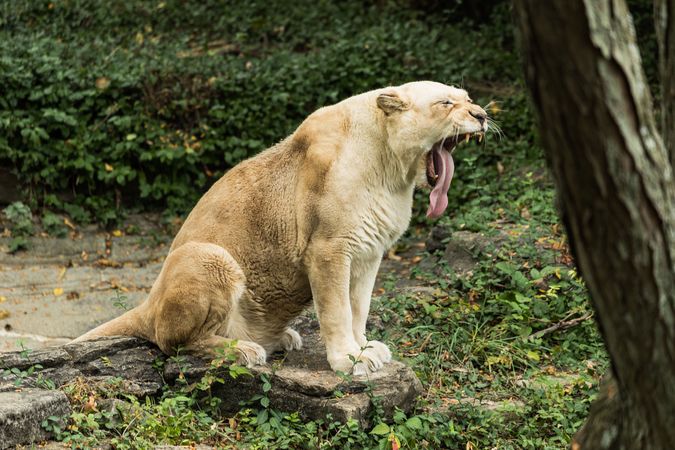 A lioness at the Cincinnati Zoo, Cincinnati, Ohio