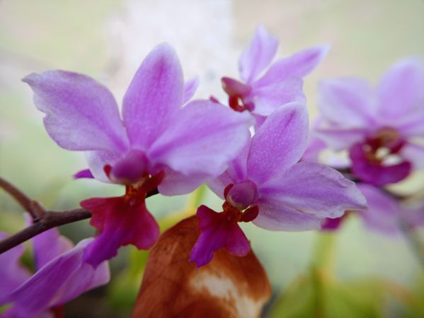 purple orchid flower background