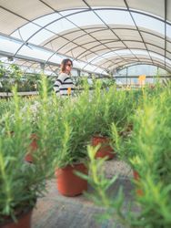 Female choosing potted tree in greenhouse