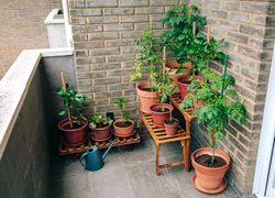 Vegetable garden on balcony of apartment with plants growing on ceramic pots