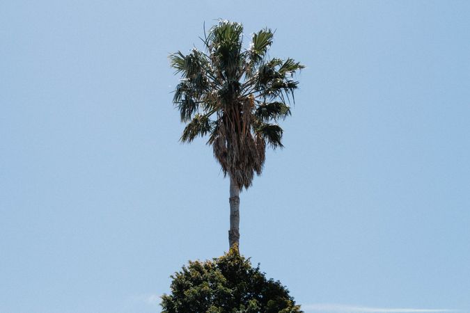 Tall Palm Tree Standing Against A Bright Blue Sky On A Clear Day