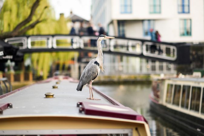 Heron sitting atop boat in Little Venice, Camden, UK
