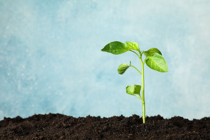 Seedling in soil against light background, space for text. Environmental protection