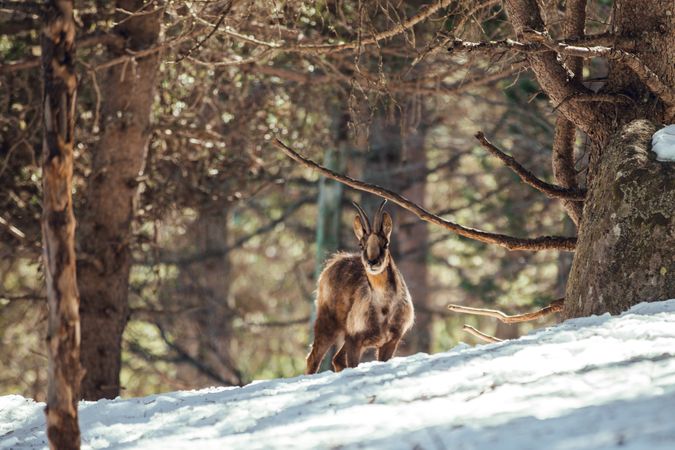 Wild goats pasturing near tree between snow