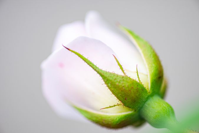 Blooming rose bush in the garden
