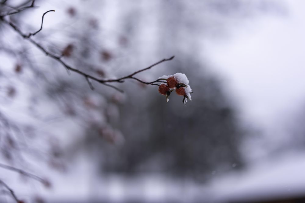 Small red berries on frosty branch