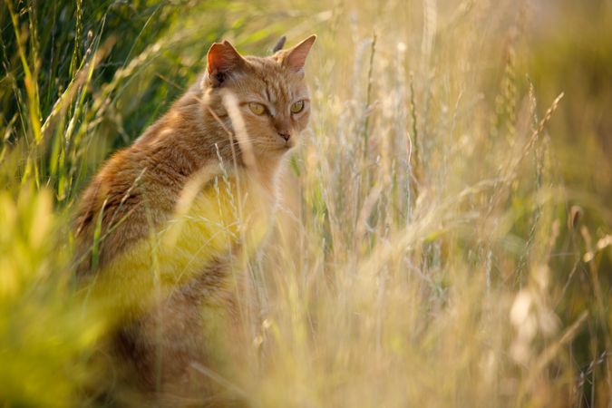 Orange tabby cat sitting on plant field