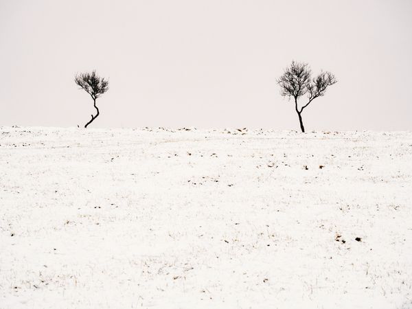 Lonely trees between snowy field and cloudy sky