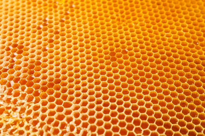 Honeycombs with sweet golden honey on whole background, close up