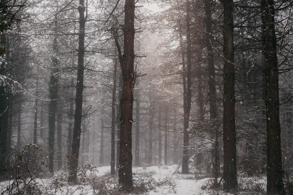 Winter forest with snowy trees