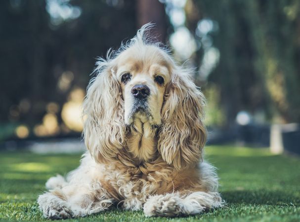 Funny dog lying on ground between plants