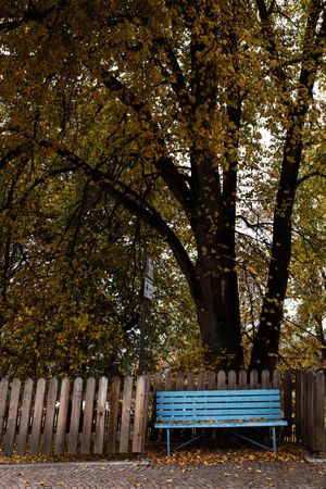 Blue wooden seat and fence with autumn leafage