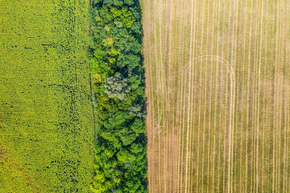 Aerial view of field with tracks of vehicle