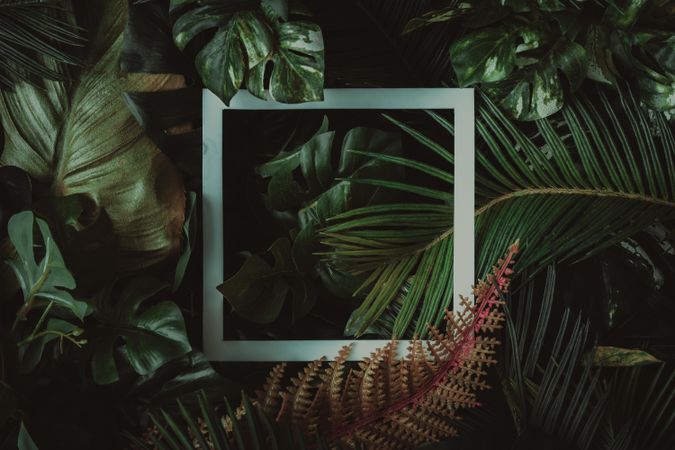 Creative layout made of tropical leaves with paper card note