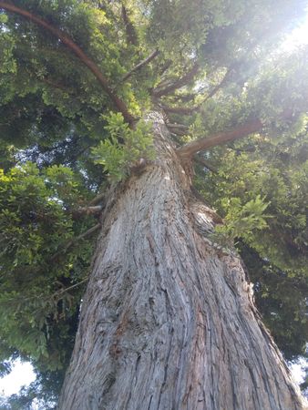 Upward shot of redwood tree with sun