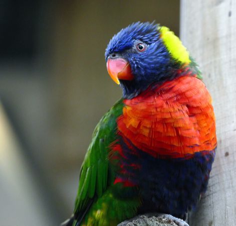 Blue orange green and yellow parrot