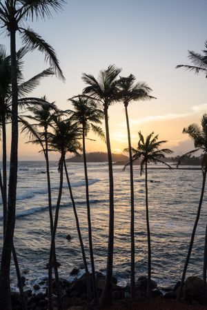 Exotic ocean sandy hill with palms