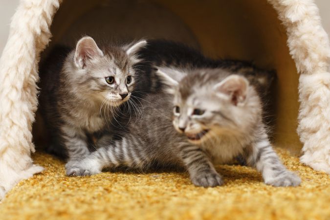 Adorable kitten siblings sitting with each other in cat home