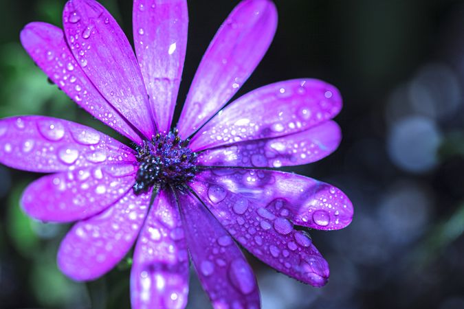 Purple daisy flower with droplets
