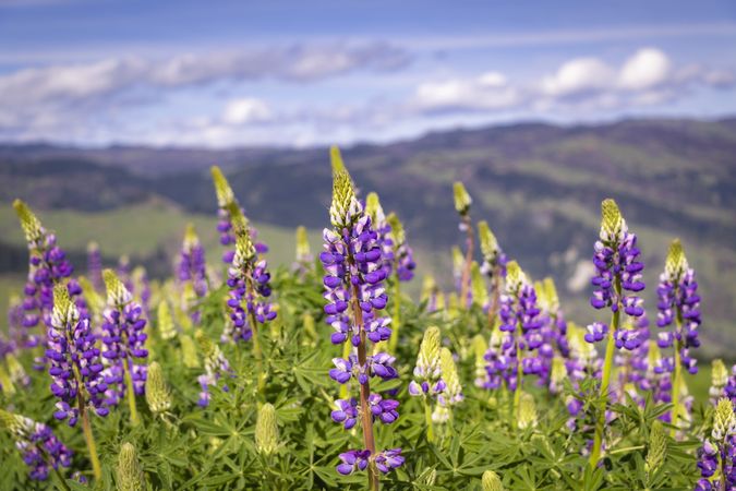 Purple flowers growing on top of hill