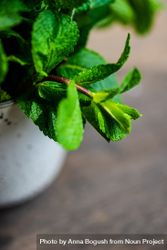 Organic mint leaves in ceramic pot on table 5r9DV7
