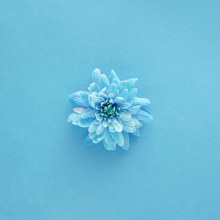 Blue flower on blue background