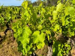 Mourvedre red wine grape
