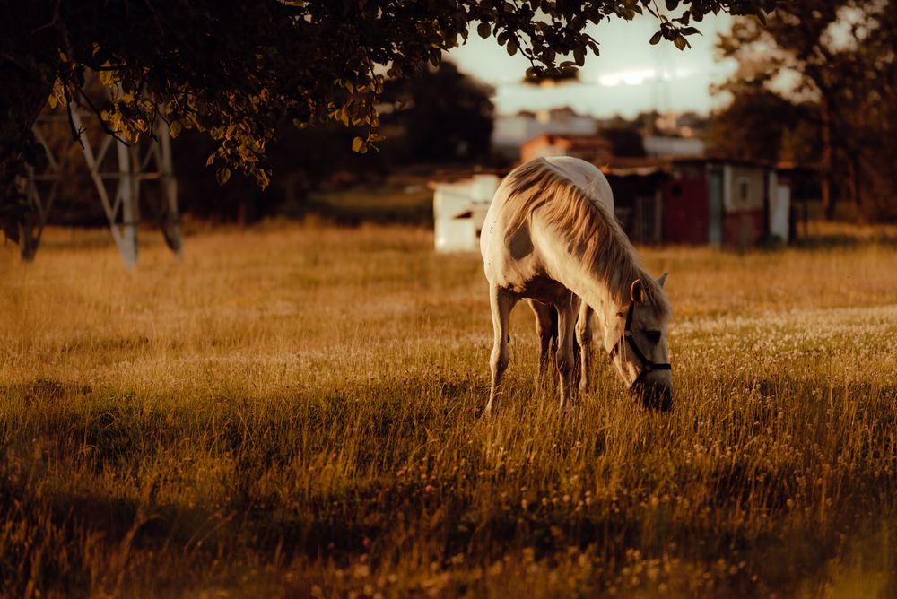 Horse grazing in meadow near tree