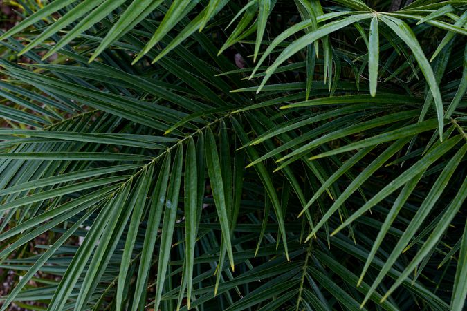 palm tree leaves close up