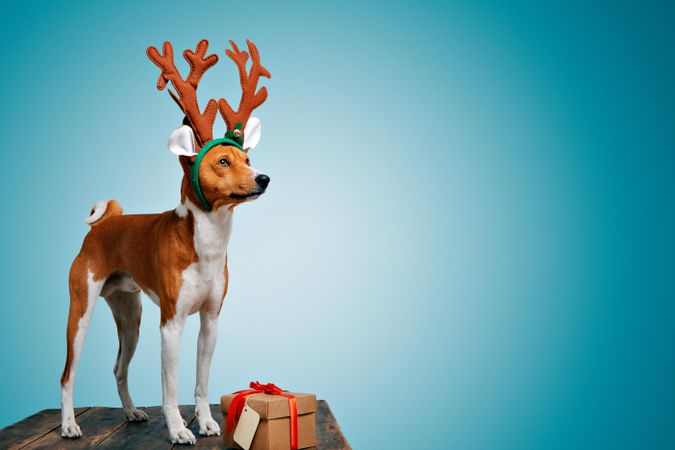 Dog wearing festive antlers standing on wooden table with present with blue background