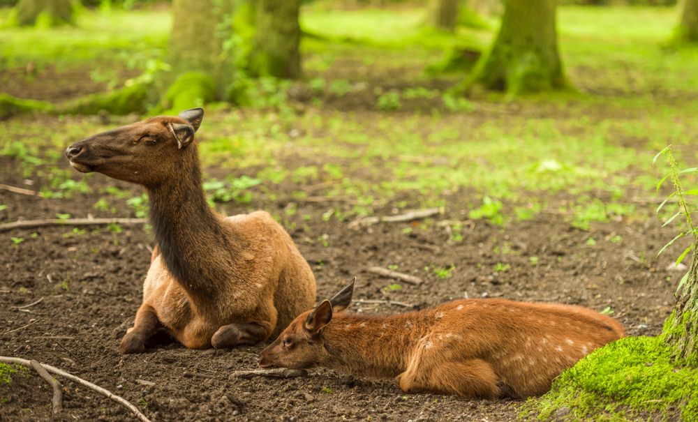 Red deer baby and its mother