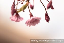 Close up of feathery pink cherry blossom flowers and bud 0KABD4