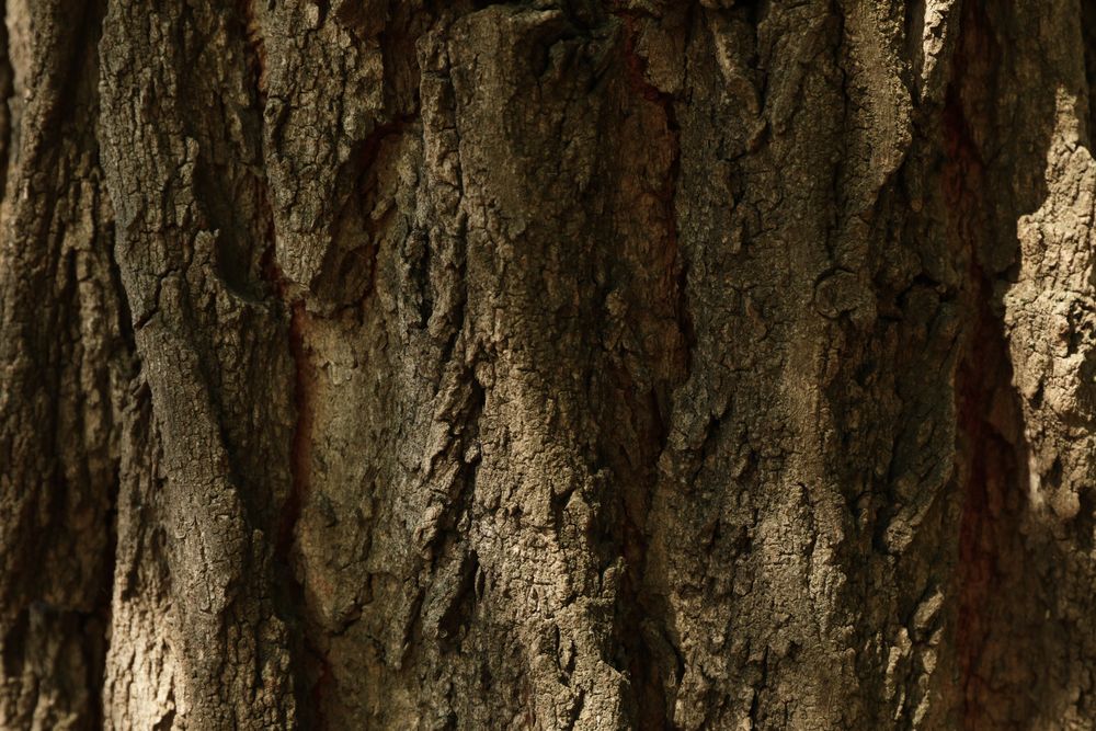 Bark of tree on whole background, close up