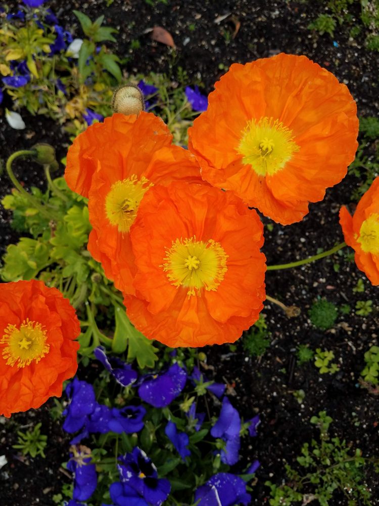 Poppy orange garden patch