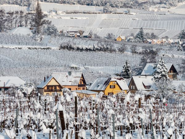 Winter's Tale. Snow-covered clean light landscape of Alsace.
