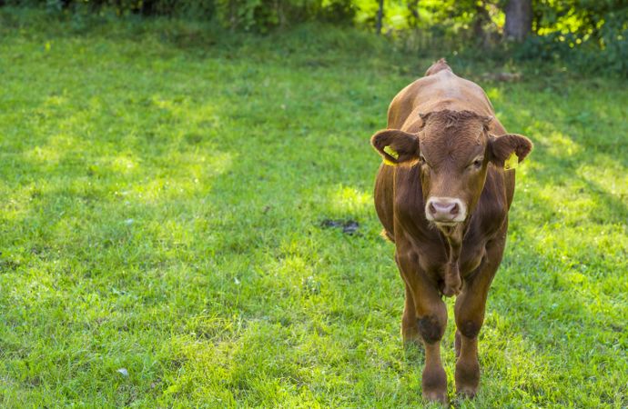 Brown calf on grassland