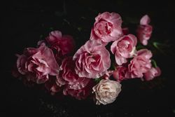bouquet of pink carnations flowers