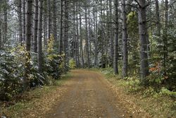 Quiet road in Savanna Portage State Park in McGregor, Minnesota