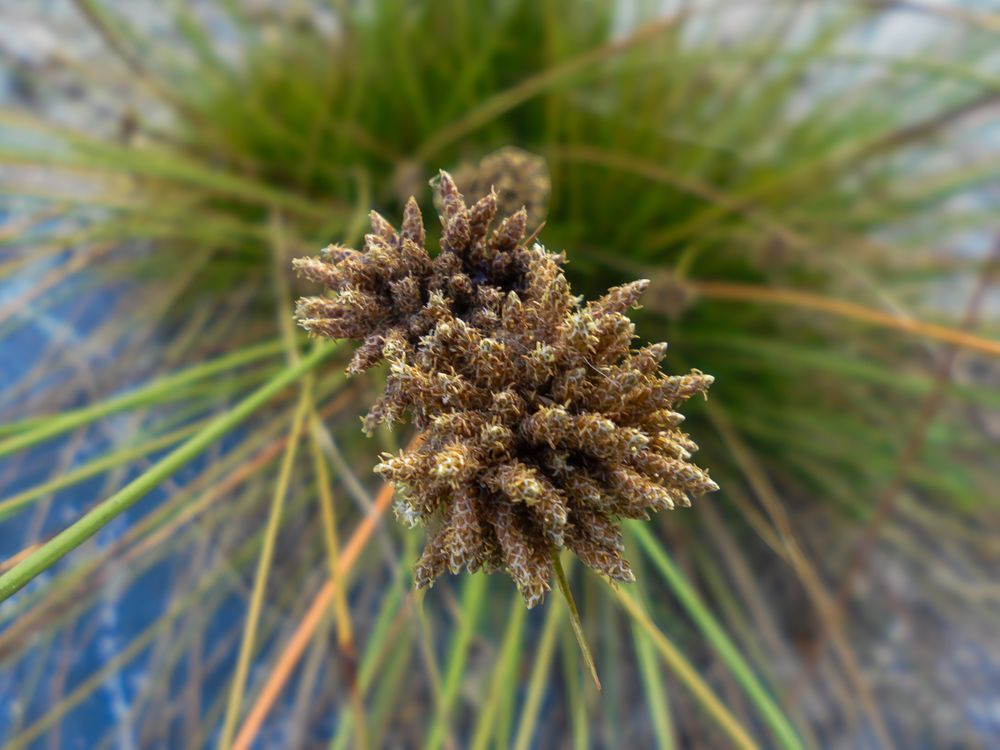 Bolboschoenus maritimus