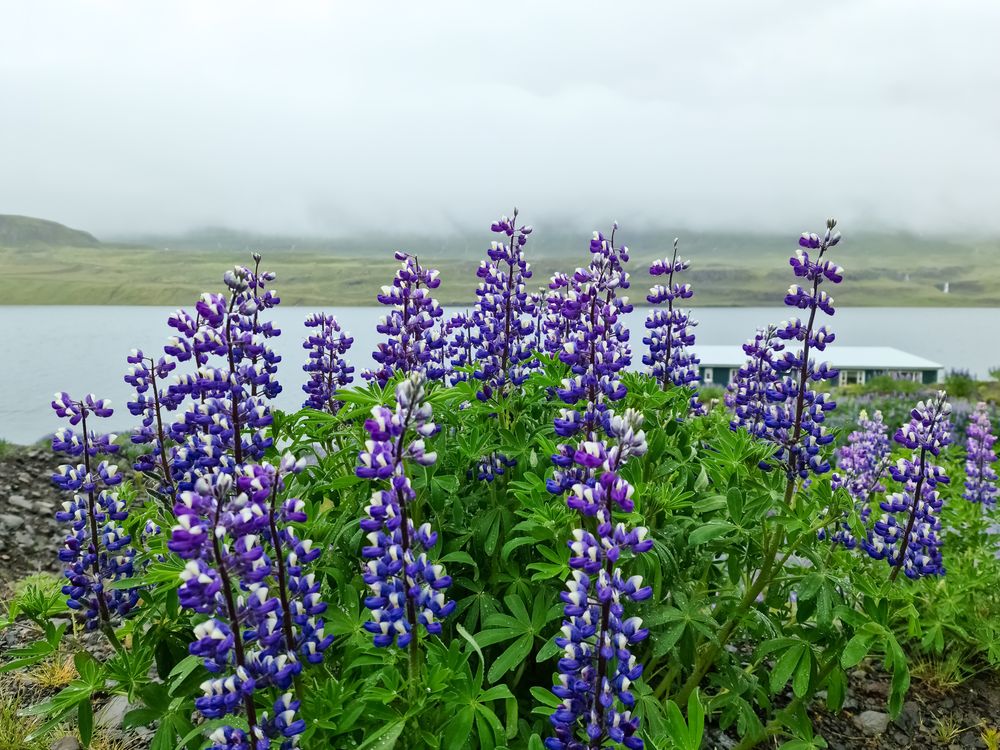 Vibrant purple lupines blooming by a tranquil lake