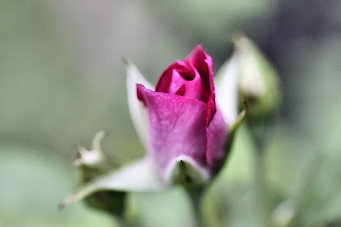 Purple hybrid tea rose in close-up