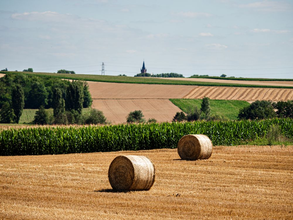 Cylinder-shaped hay bales in the fields of Alsace.