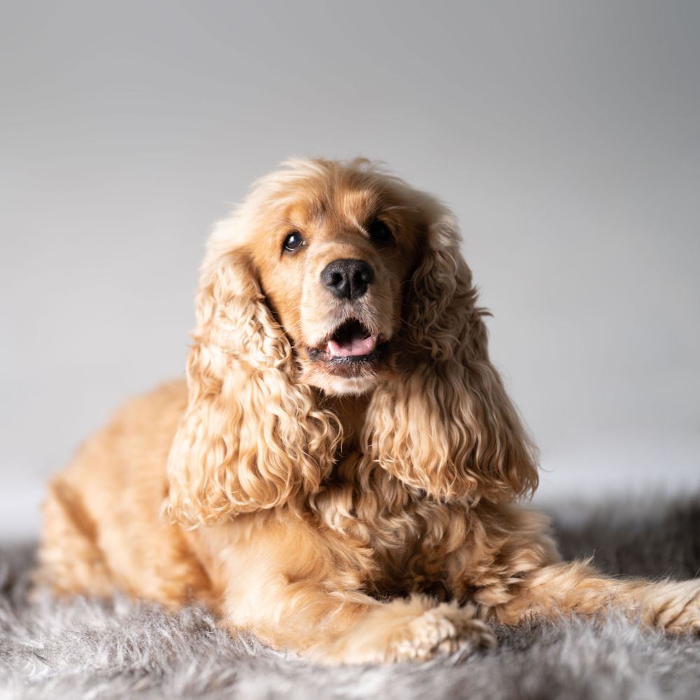 Portrait of cute cocker spaniel